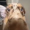 alyssacornel531